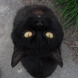 Meet your Posher, Jovi